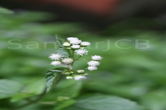 Ageratum conyzoides